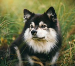 Labrador puppies import quality