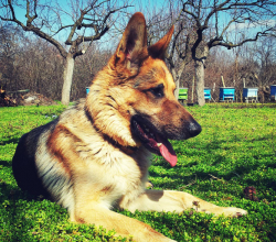 black German shepherd