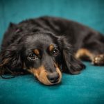 Imported blood line pink pedigree