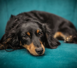 Imported blood line pink pedigree