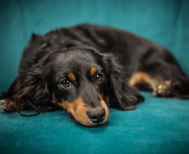 Imported blood line pink pedigree