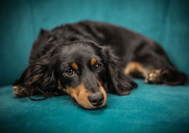 Imported blood line pink pedigree