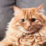 Persian punch kitten for sell